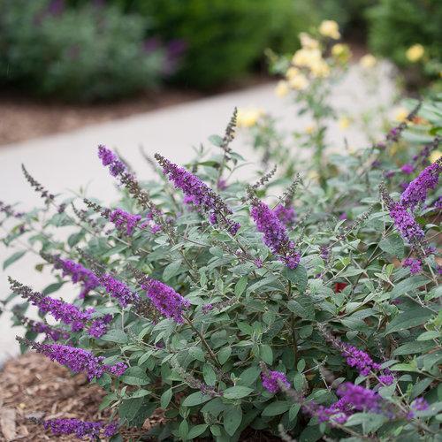 Buddleia 'Blue Chip Jr.' ~ Arbusto de mariposa Lo & Behold® Blue Chip Jr.