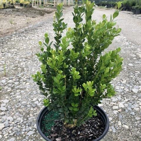 Buxus ‘SB300’ PP32421 ~ NewGen™ Freedom® Boxwood