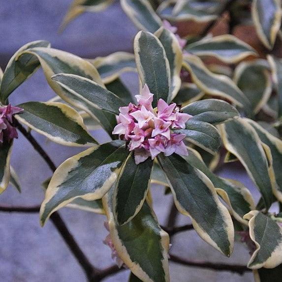 Daphne odora 'Aureomarginata' ~ Gold-Edged Winter Daphne