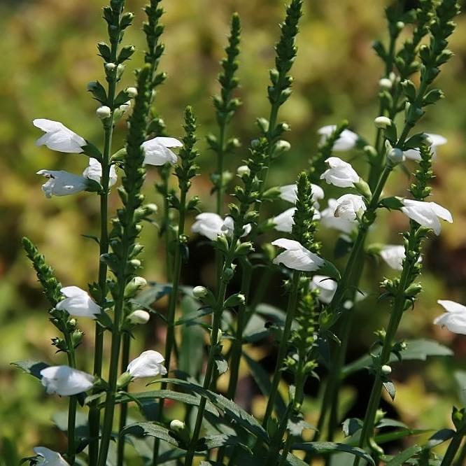 Physostegia virginiana 'Miss Manners' ~ Miss Manners Obedient Plant