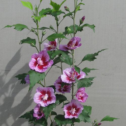 Hibiscus syriacus 'Gandini Santiago' ~ Purple Pillar® Rosa de Sarón