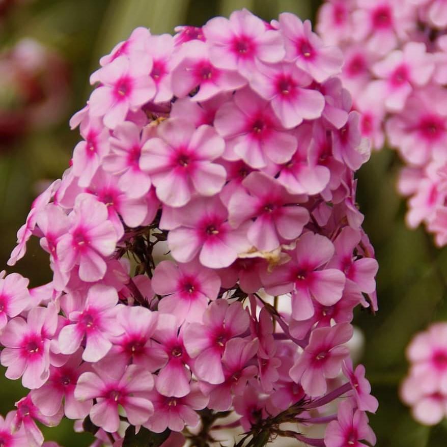 Phlox paniculata ‘Sweet Summer Festival’ ~ Sweet Summer™ Festival Garden Phlox