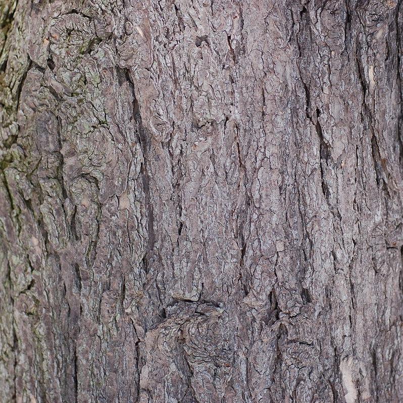 Tsuga canadensis ~ Cicuta canadiense