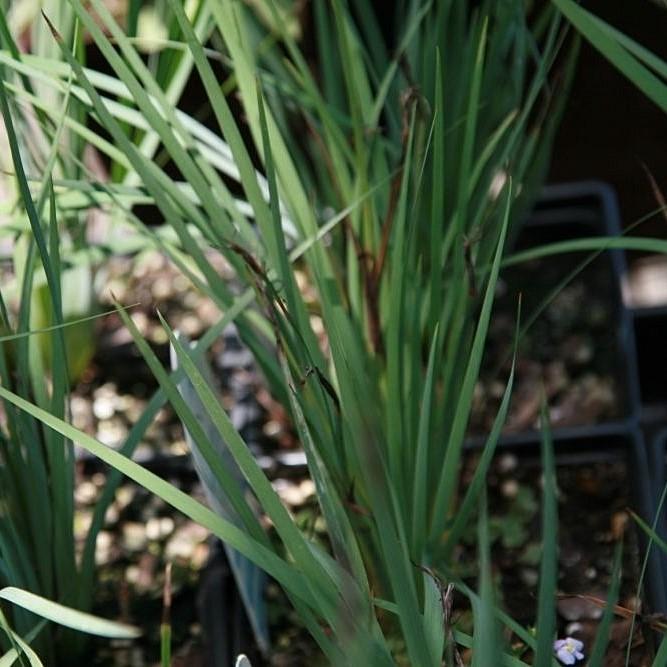 Sisyrinchium angustifolium 'Lucerne' ~ Lucerne Blue-Eyed Grass
