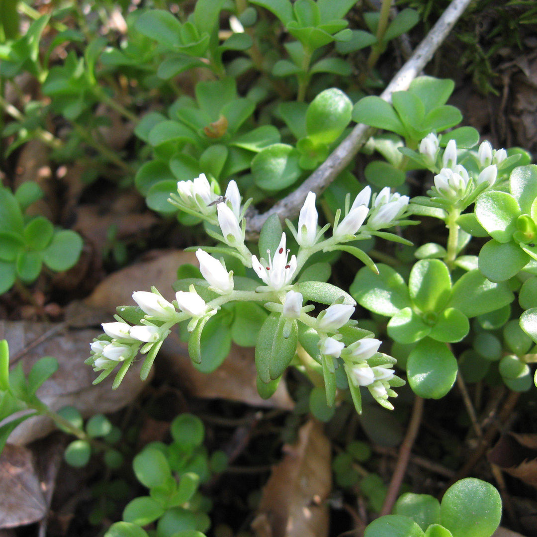 Sedum ternatum ~ Three-Leaved Stonecrop