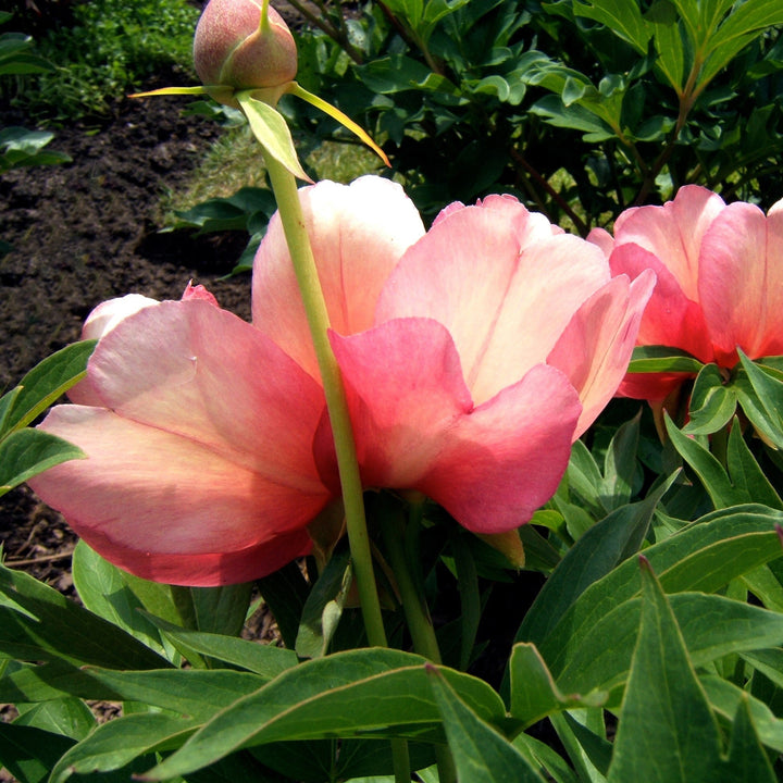 Paeonia 'Julia Rose' ~ Julia Rose Itoh Peony