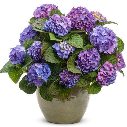 Hydrangea macrophylla 'SMHMTAU' ~ Let's Dance® Blue Jangles® Hortensia