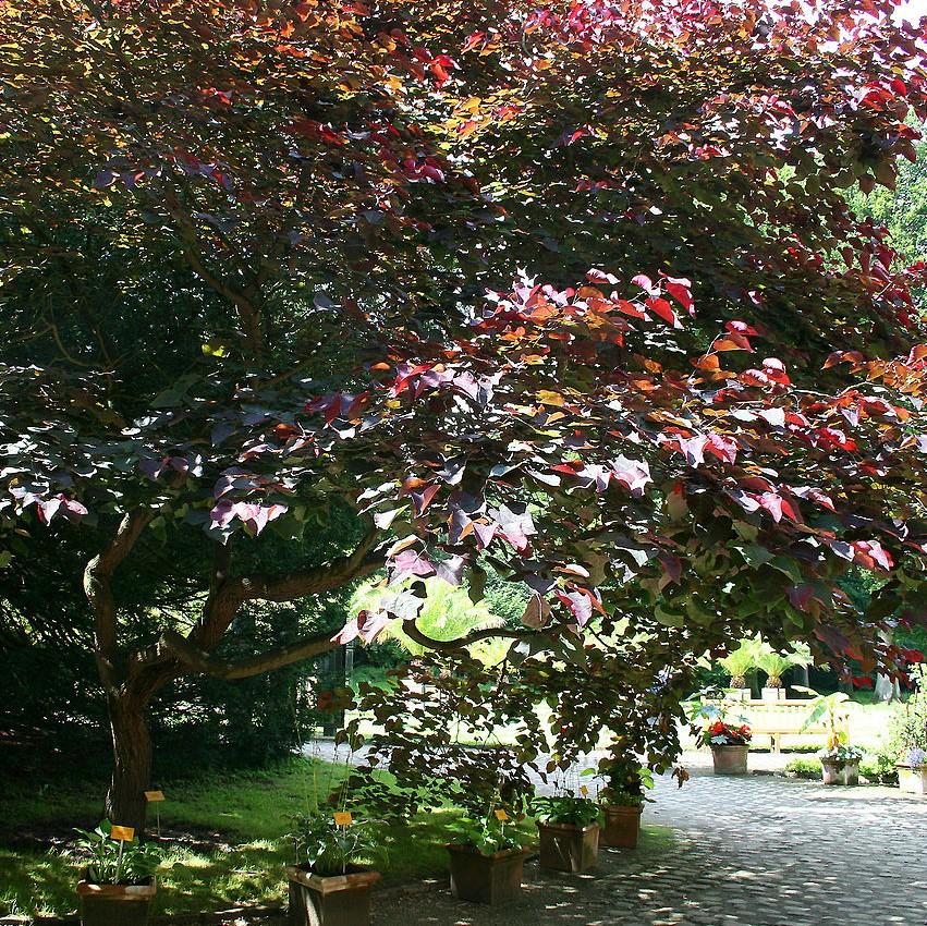 Cercis canadensis 'Pensamiento del bosque' ~ Pensamiento del bosque Redbud oriental