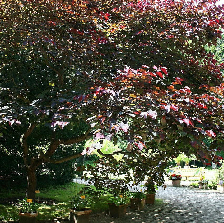 Cercis canadensis 'Pensamiento del bosque' ~ Pensamiento del bosque Redbud oriental