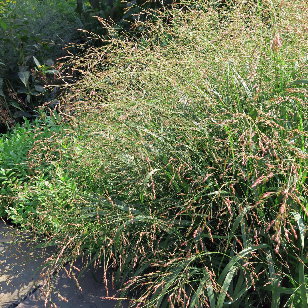 Panicum virgatum 'Cape Breeze' ~ Cape Breeze Switch Grass, Panic Grass