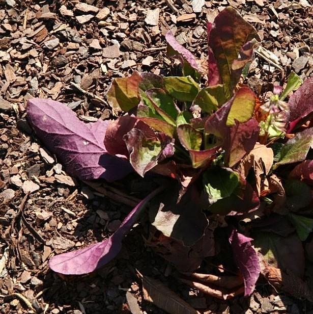 Salvia lyrata 'Purple Knockout' ~ Purple Knockout Lyre-Leaf Sage