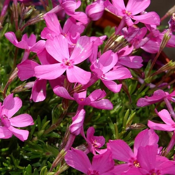 Phlox subulata 'Emerald Pink' ~ Emerald Pink Creeping Phlox