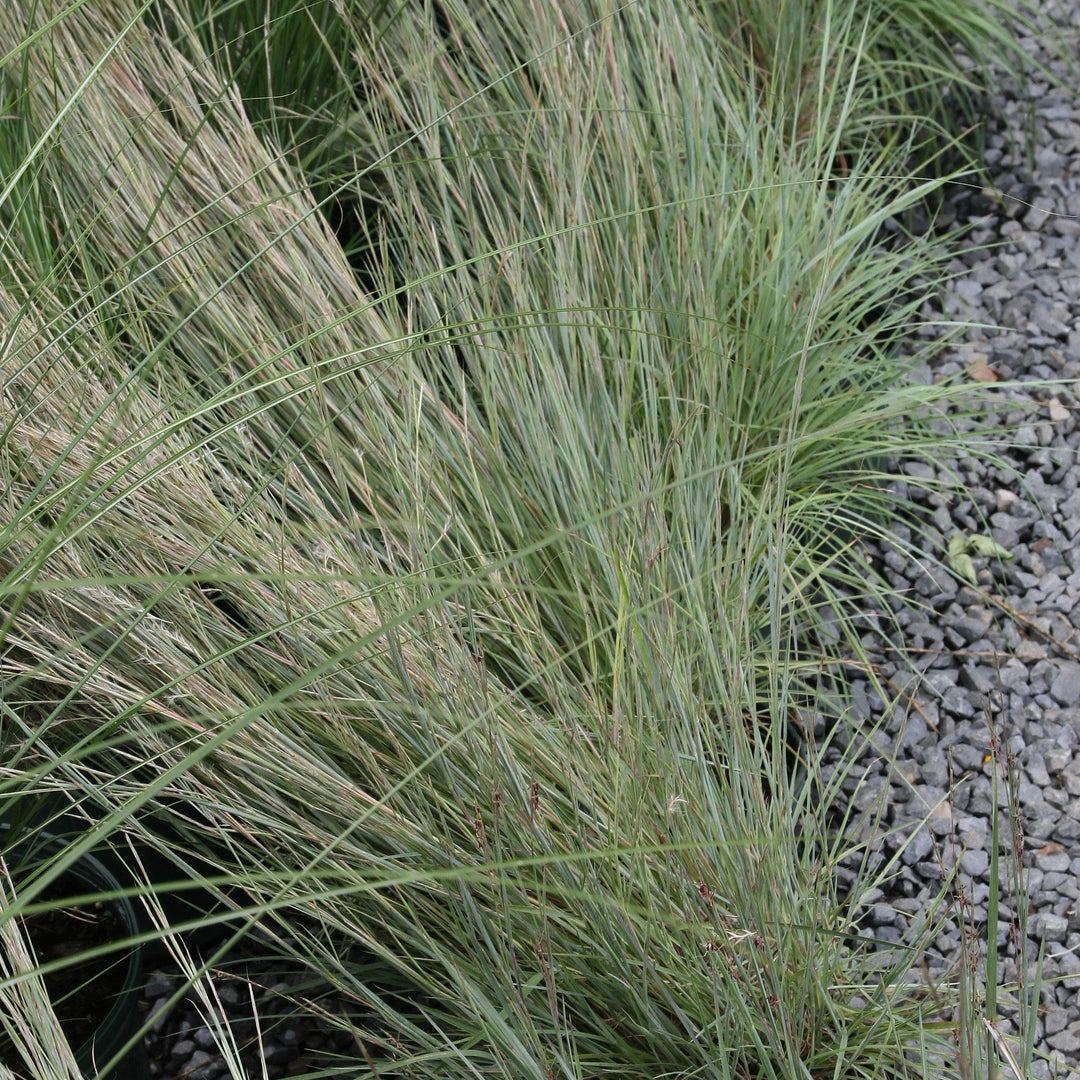 Schizachyrium scoparium 'The Blues' ~ The Blues Little Bluestem