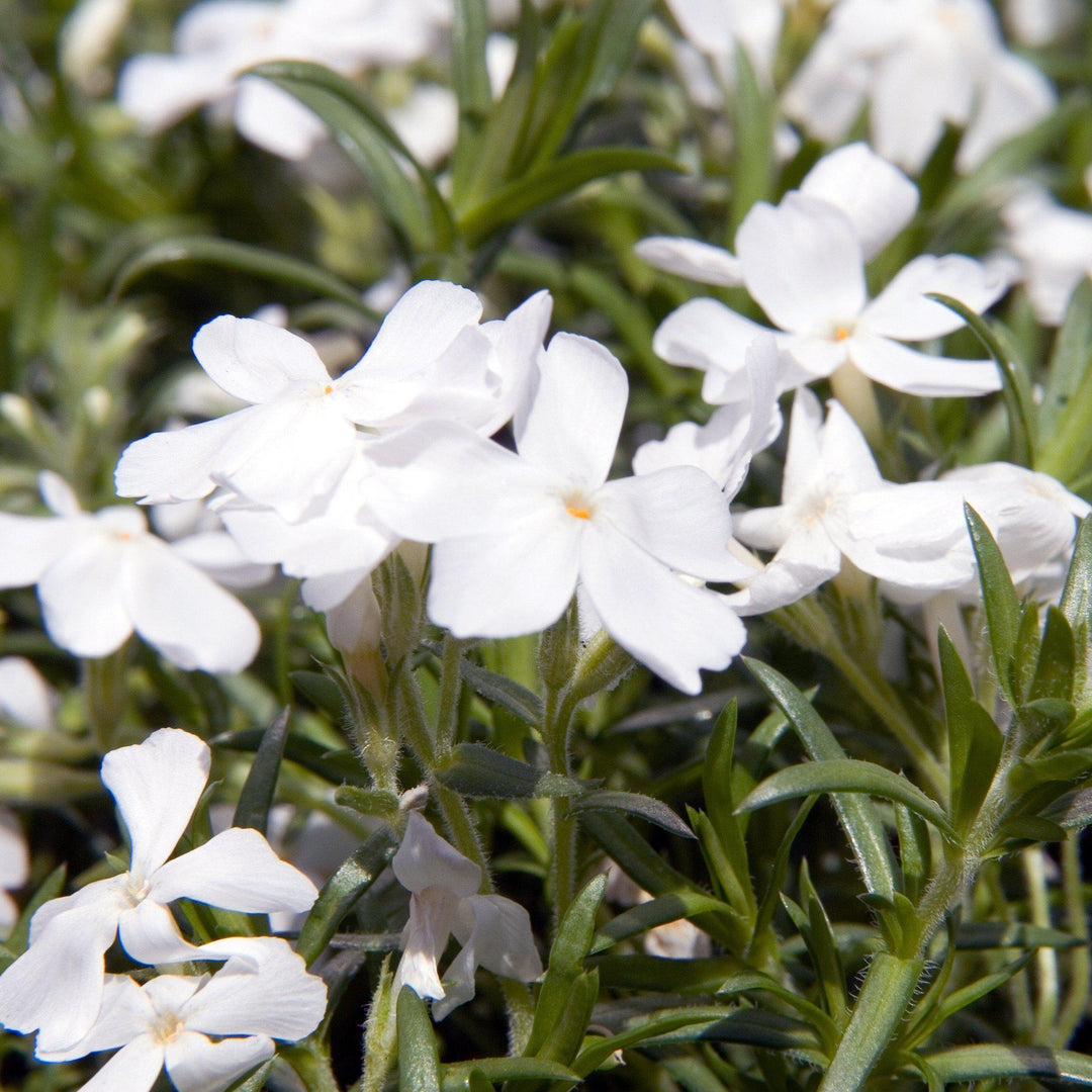 Phlox subulata 'White Delight' ~ White Delight Creeping Phlox