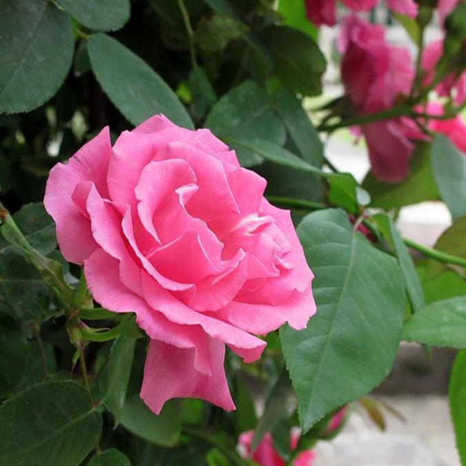 Rosa 'Zéphirine Drouhin' ~ Zéphirine Drouhin Rose