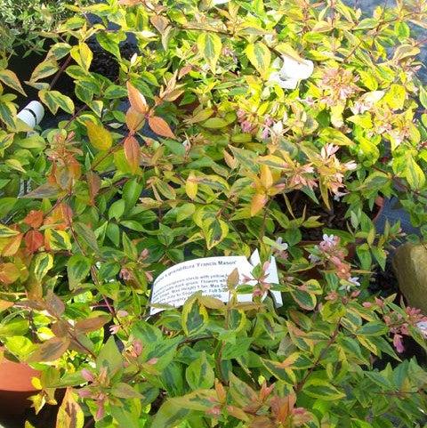 Abelia x grandiflora 'Francis Mason' ~ Francis Mason Glossy Abelia – JTSOP  Farms