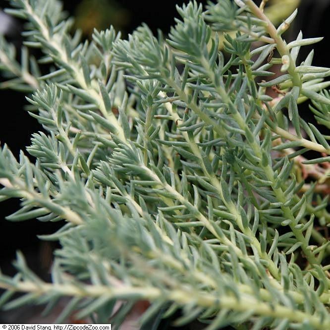 Sedum reflexum 'Blue Spruce' ~ Blue Spruce Stonecrop