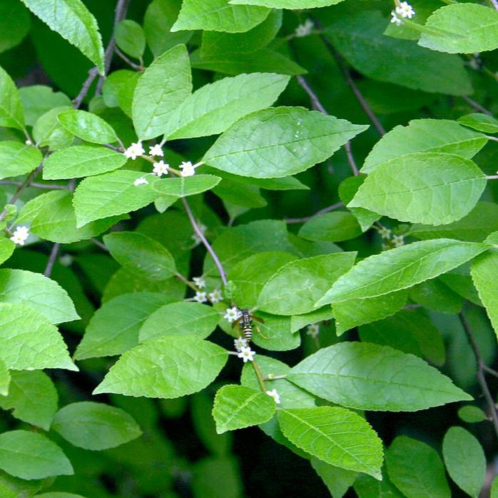 Ilex verticillata 'Apolo' ~ Apolo Winterberry