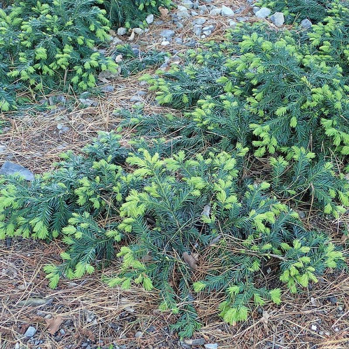Taxus baccata 'Repandens' ~ Spreading Yew
