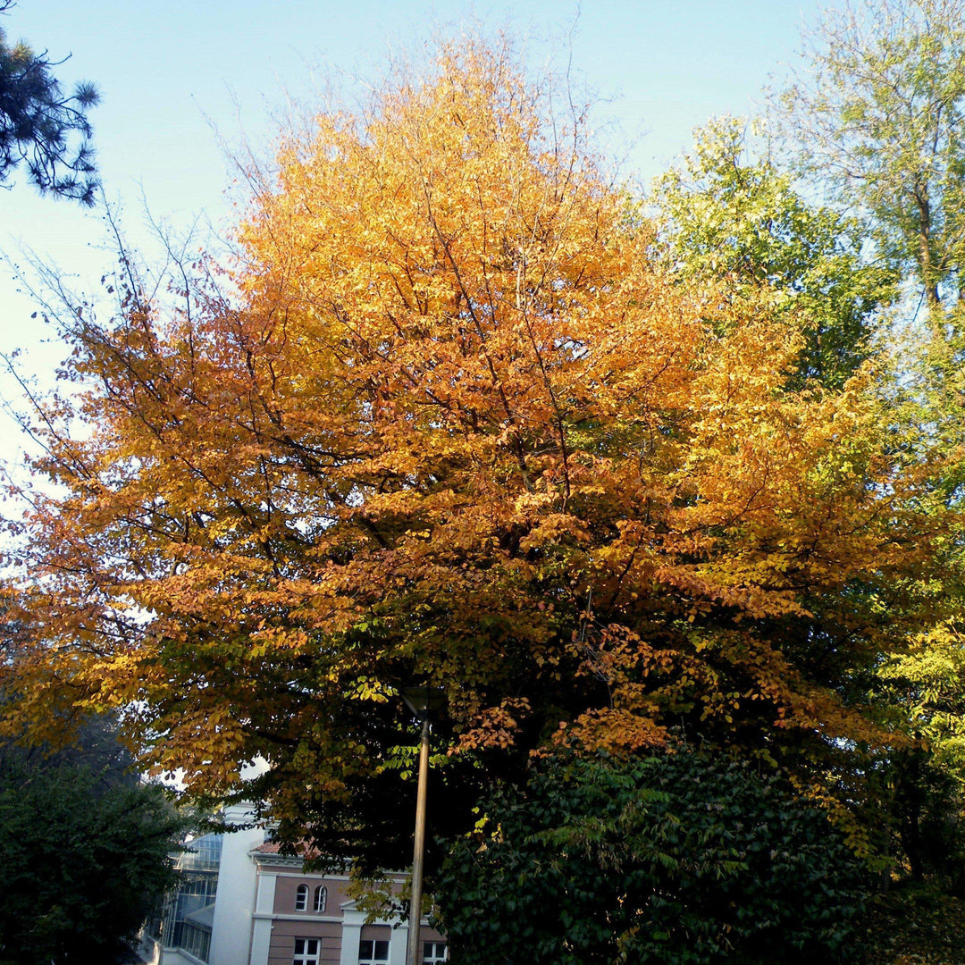 Parrotia persica ~ Persian Ironwood