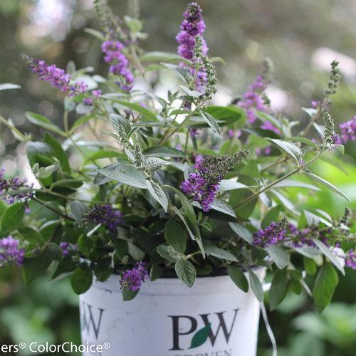 Buddleia 'Blue Chip Jr.' ~ Arbusto de mariposa Lo & Behold® Blue Chip Jr.