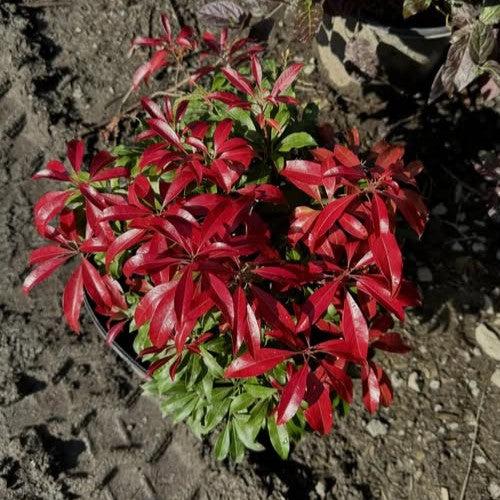 Pieris japonica 'Piesid2' ~ Glowing Hearts™ Pieris