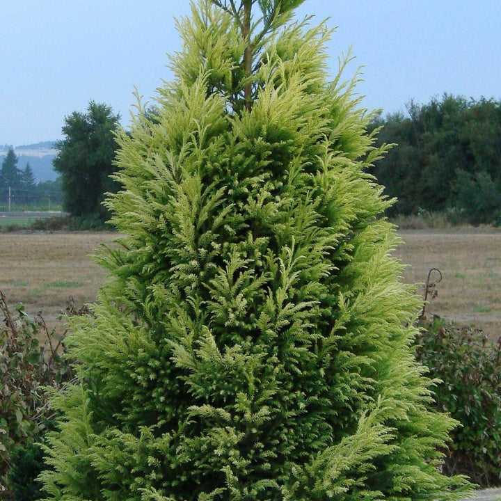 Cryptomeria japonica 'Sekkan' ~ Cedro japonés Sekkan