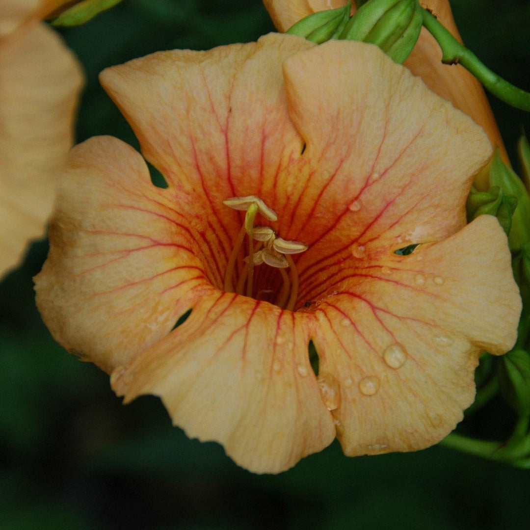 Campsis x tagliabuana 'Takarazuka Yellow' PP 23,918 ~ Summer Jazz™ Sunrise Gold Campsis