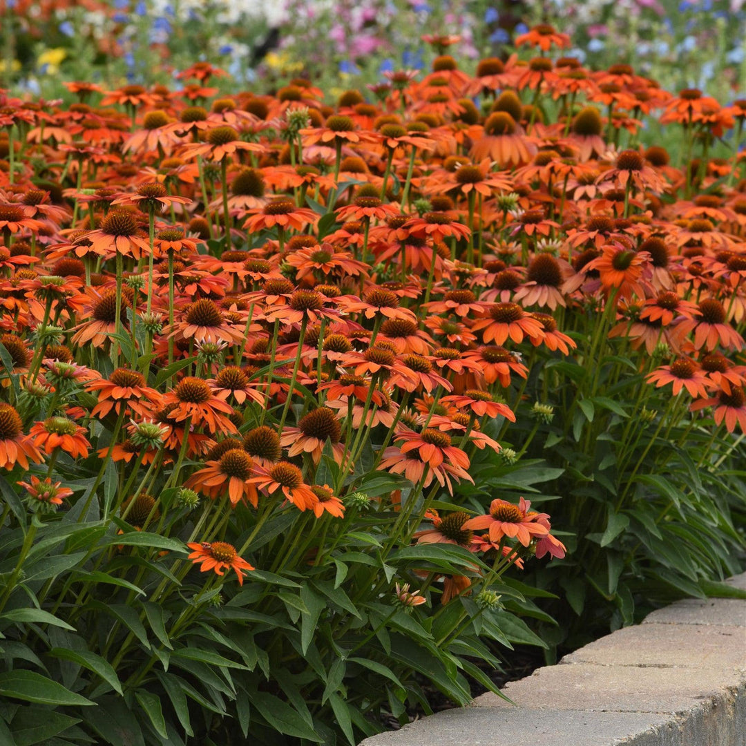 Echinacea 'PAS1308374' ~ Artisan™ Soft Orange Coneflower