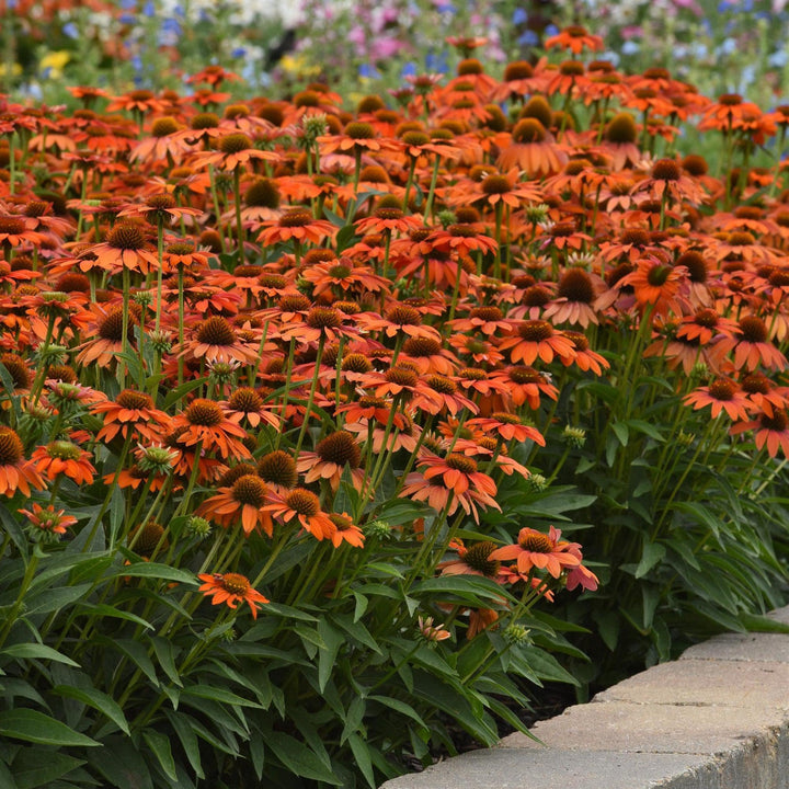 Echinacea 'PAS1308374' ~ Artisan™ Soft Orange Coneflower