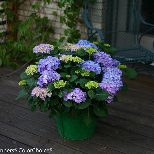 Hydrangea macrophylla 'SMHMES14' ~ Let's Dance® Rhythmic Blue® Hydrangea