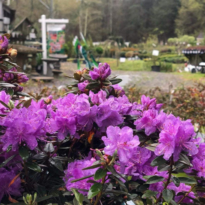 Rododendro 'Gema Púrpura' ~ Rododendro Gema Púrpura