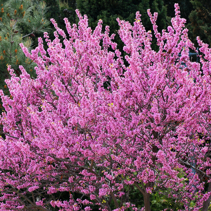 Cercis canadensis 'Pensamiento del bosque' ~ Pensamiento del bosque Redbud oriental