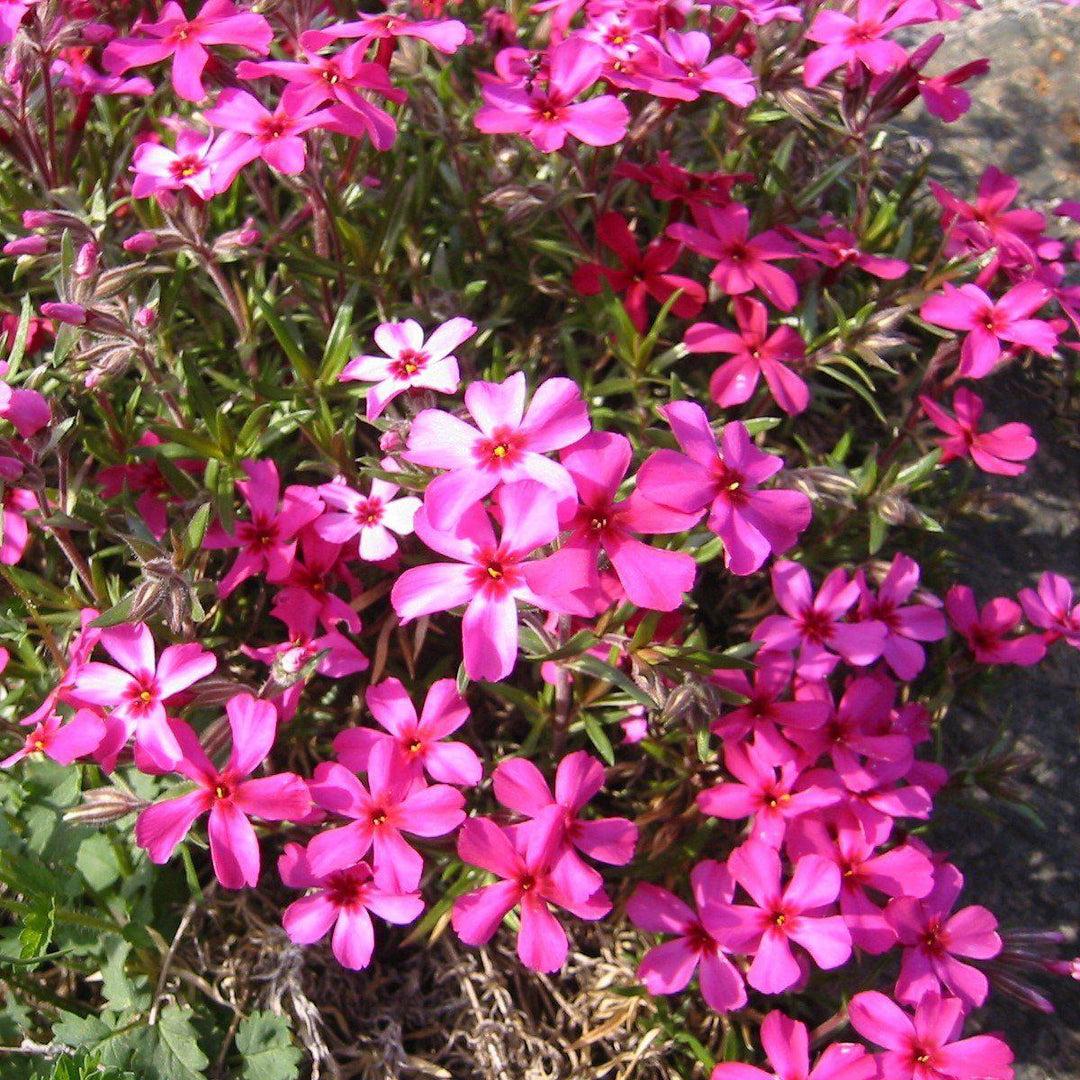 Phlox subulata 'Scarlet Flame' ~ Scarlet Flame Creeping Phlox