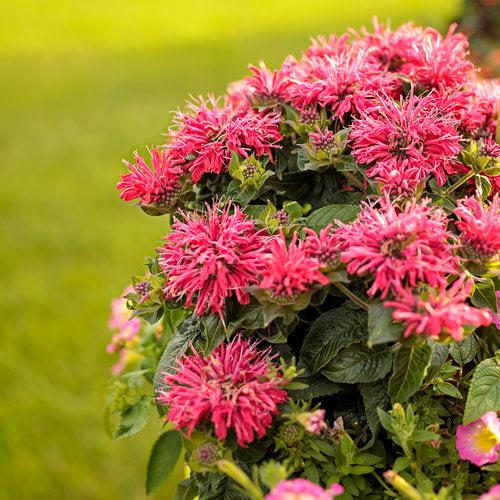 Monarda didyma 'Pardon My Cerise' ~ Pardon My Cerise Bee Balm