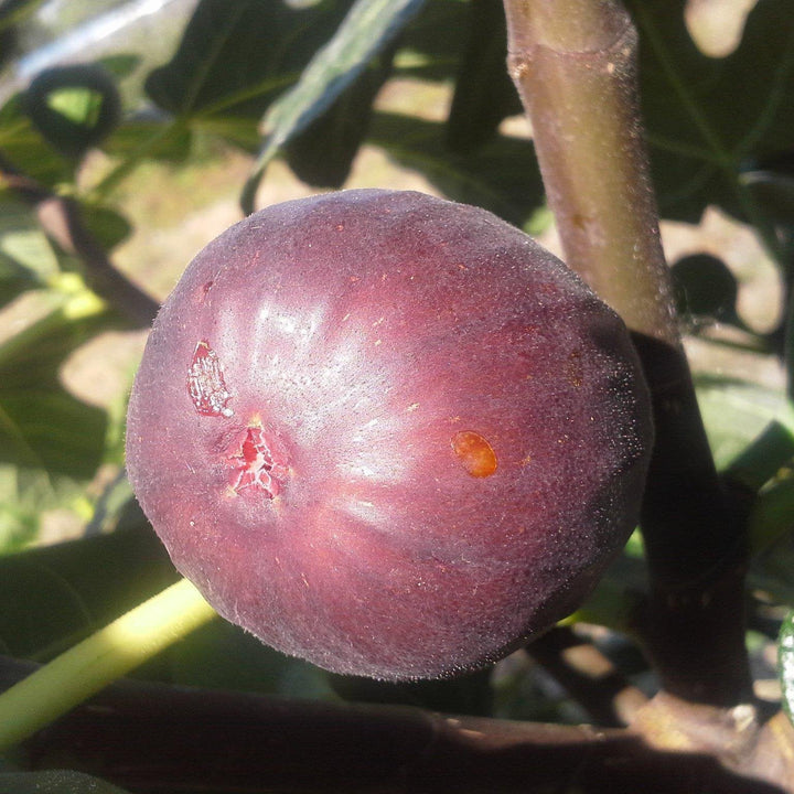 Ficus carica 'Chicago Hardy' ~ Chicago Hardy Fig