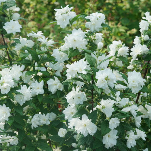 Philadelphus coronarius 'SMNPBD' ~ Illuminati Arch® Mockorange