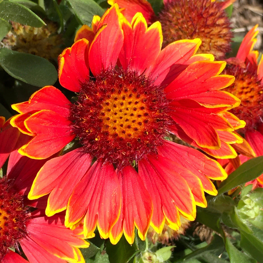 Gaillardia aristata 'Bargaispinor' ~ Spintop™ Orange Halo Blanket Flower