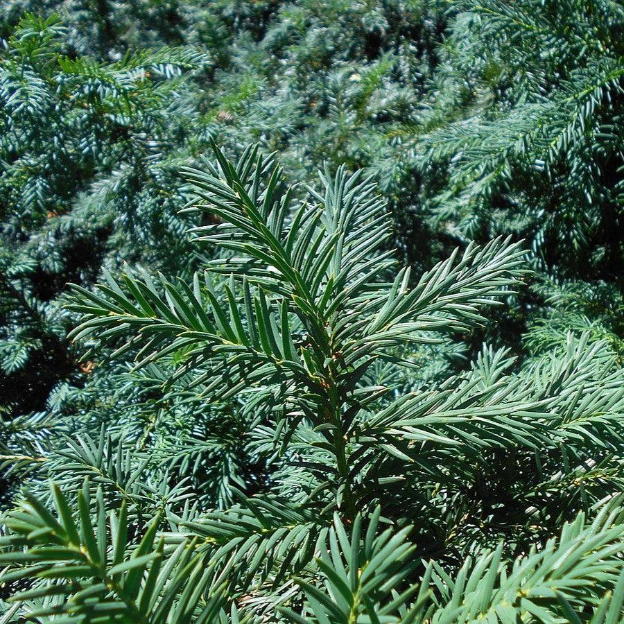 Taxus baccata 'Repandens' ~ Spreading Yew