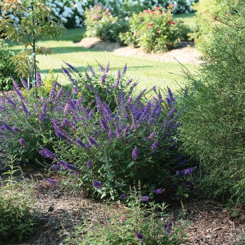 Buddleia 'Blue Chip Jr.' ~ Arbusto de mariposa Lo & Behold® Blue Chip Jr.