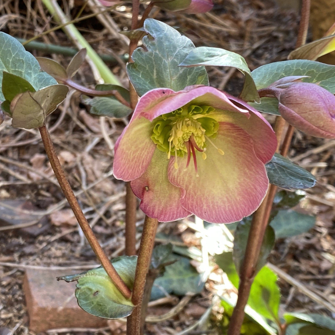 Helleborus 'EPB 25' ~ Frostkiss® Glenda's Gloss® Hellebore