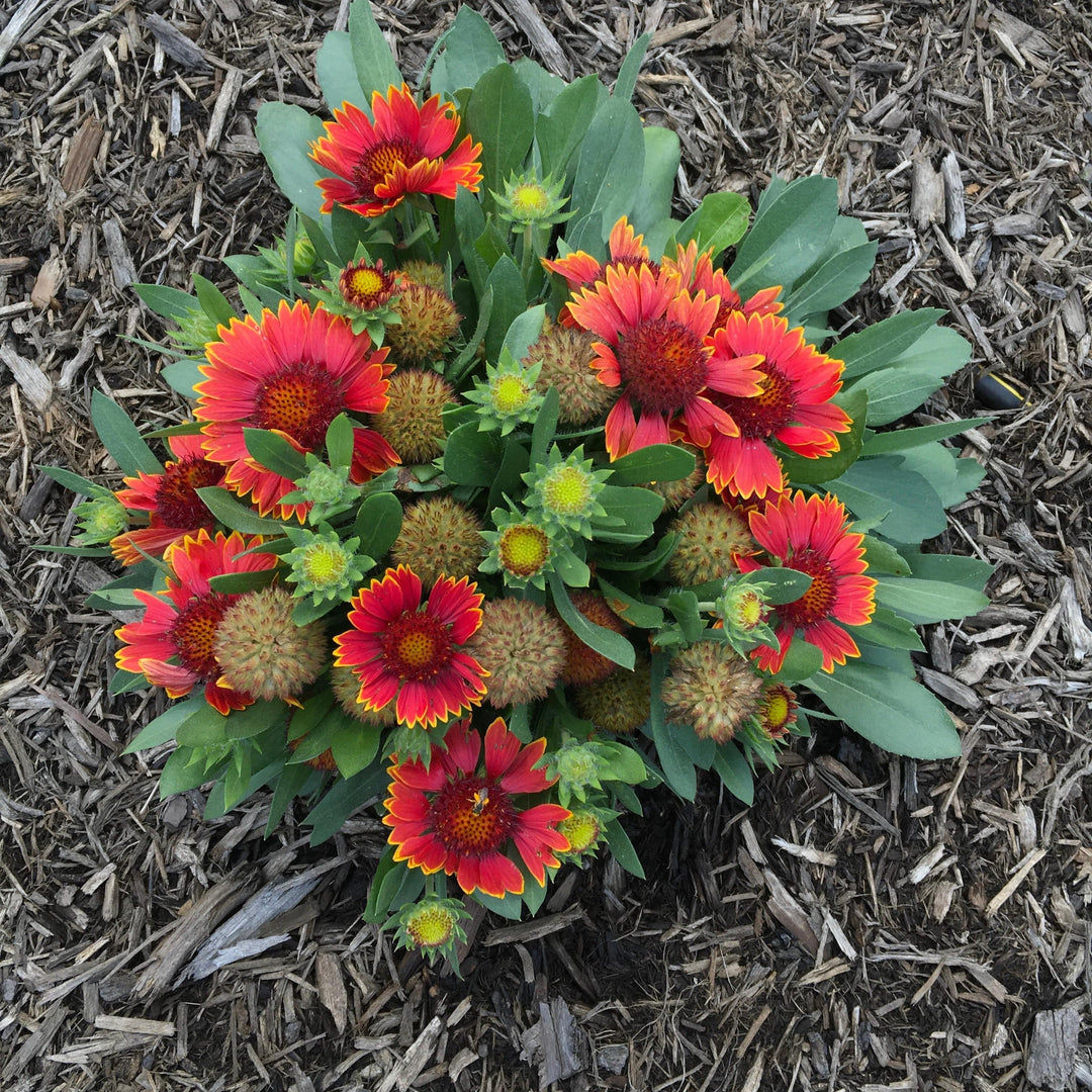 Gaillardia aristata 'Bargaispinor' ~ Spintop™ Orange Halo Blanket Flower