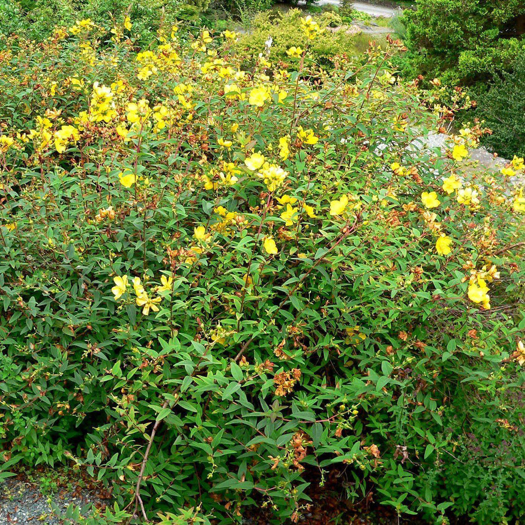 Hypericum patulum 'Hidcote' ~ Hidcote St. John's Wort