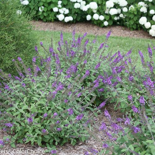Buddleia 'Blue Chip Jr.' ~ Arbusto de mariposa Lo & Behold® Blue Chip Jr.