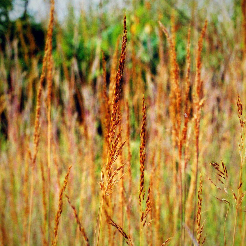 Sorghastrum nutans ~ Indian Grass