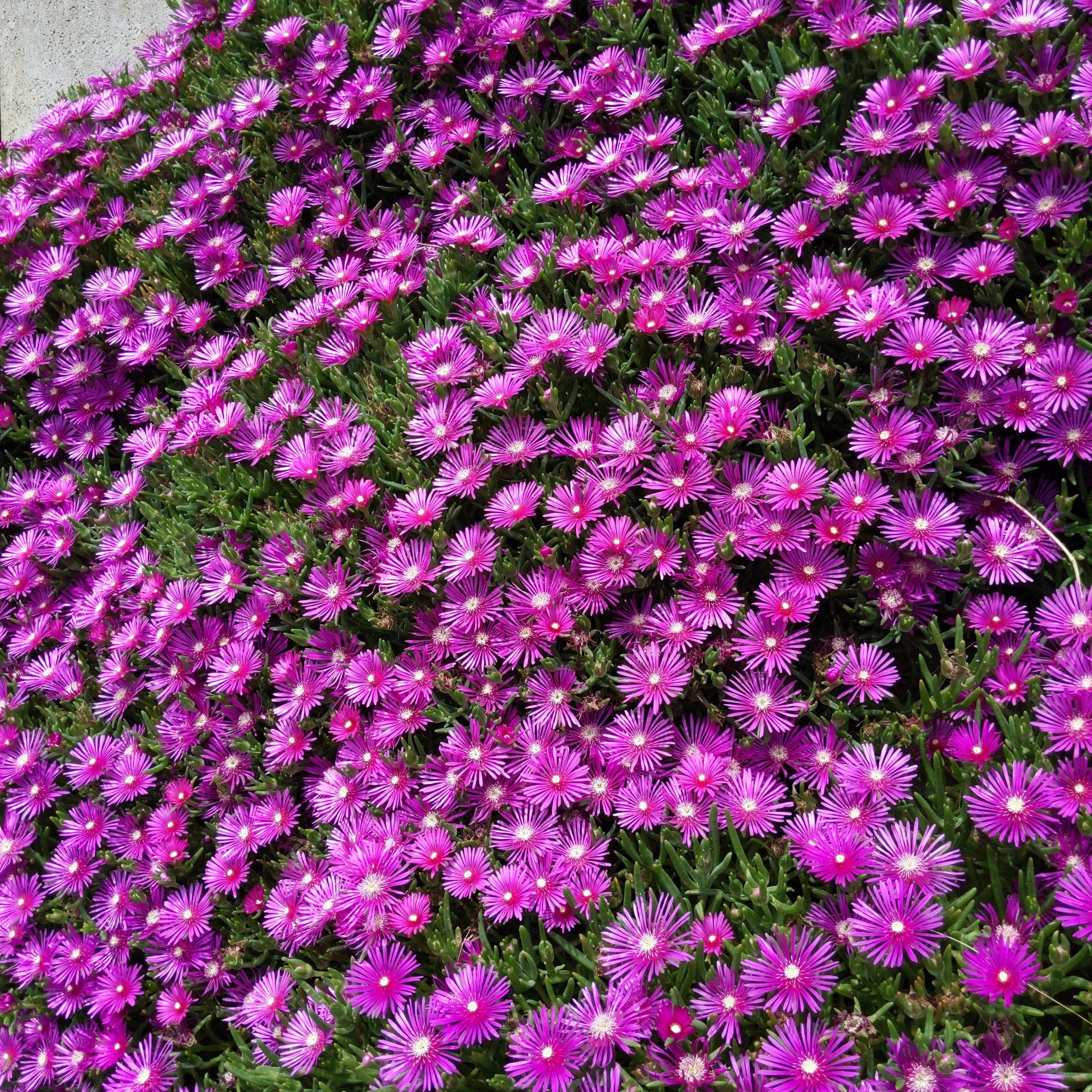 Delosperma cooperi ~ Hardy Ice Plant – JTSOP Farms