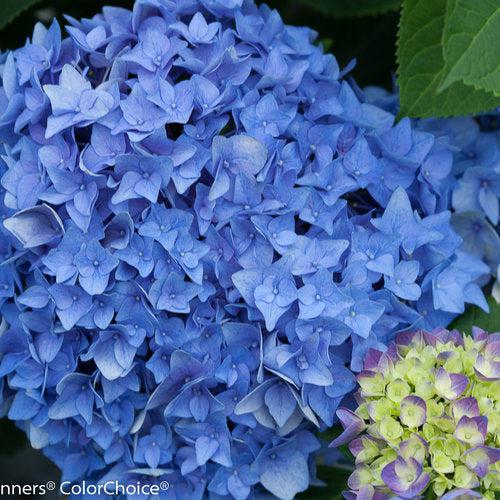 Hydrangea macrophylla 'SMHMES14' ~ Let's Dance® Rhythmic Blue® Hydrangea