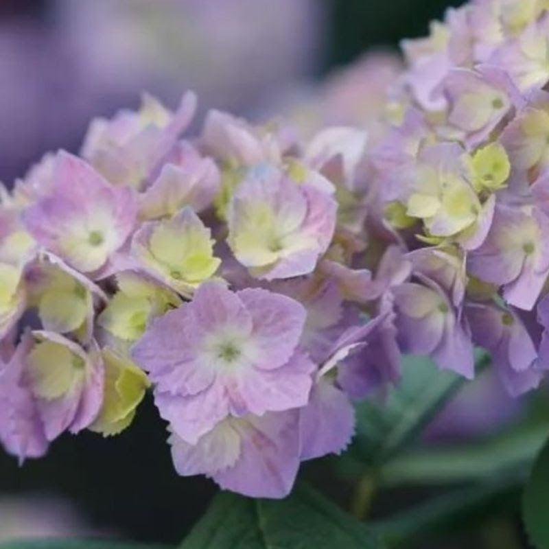 Hydrangea macrophylla × serrata 'SMNHSME' ~ Let's Dance® Sky View® Hydrangea
