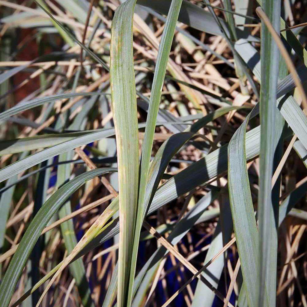 Leymus arenarius 'Blue Dune' ~ Blue Dune Lyme Grass