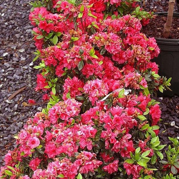 Rododendro kurume 'Hershey's Red' ~ Azalea roja de Hershey